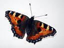 tortoiseshell butterfly