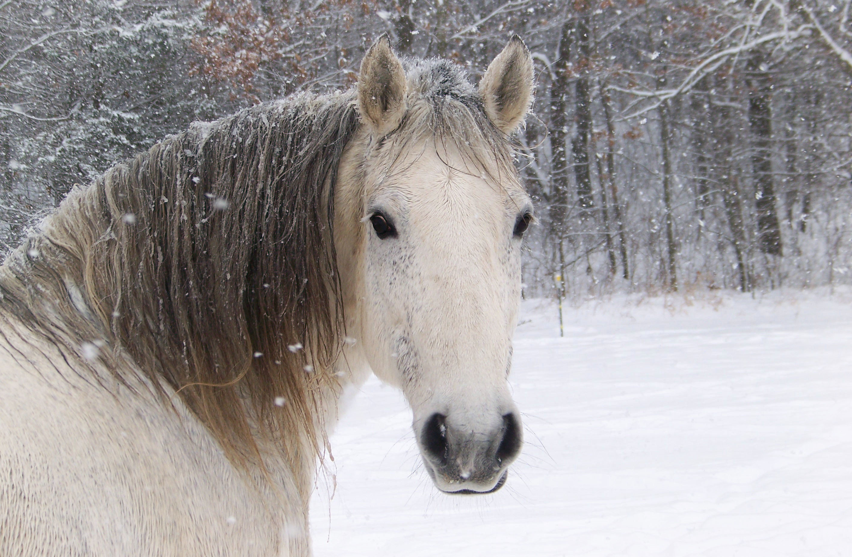 Horse in snow