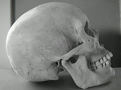 Skull 